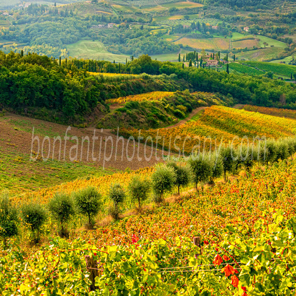 chianti landscape - vineyards and olive trees in volpaia.jpg