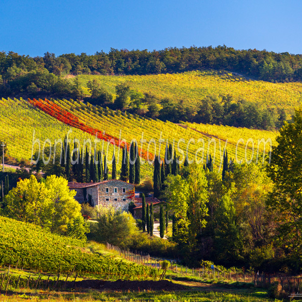 chianti landscape - vines and cypress trees in albola #3.jpg