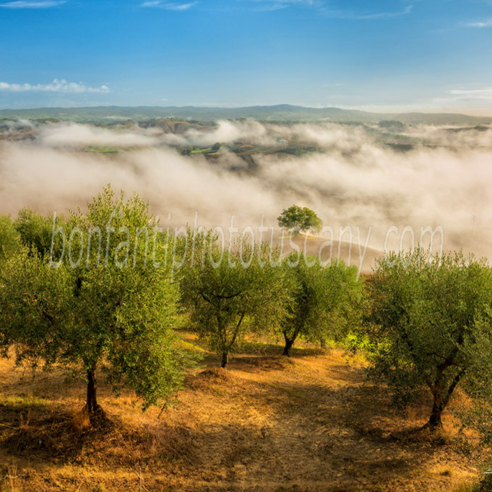 paesaggio delle crete senesi #86 oliveto a vescona