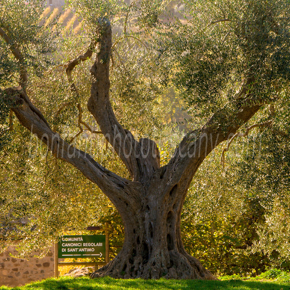 abbazia di sant'antimo - olivo secolare all'ingresso