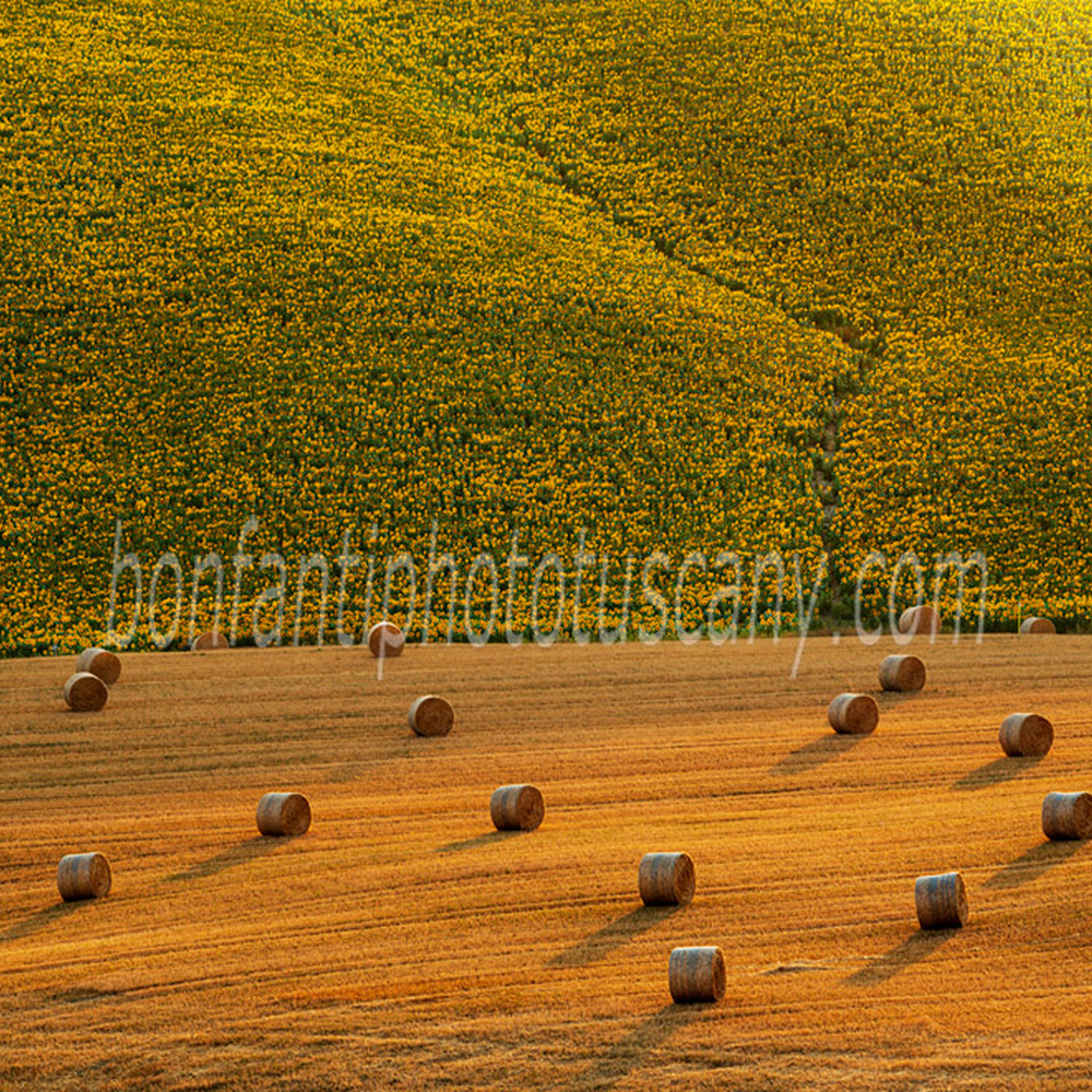 paesaggio delle crete senesi #21 girasoli a monteroni