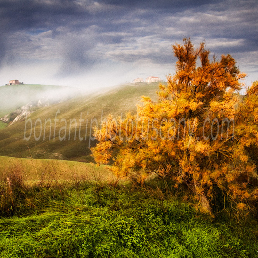 paesaggio delle crete senesi #34 autunno a calceno