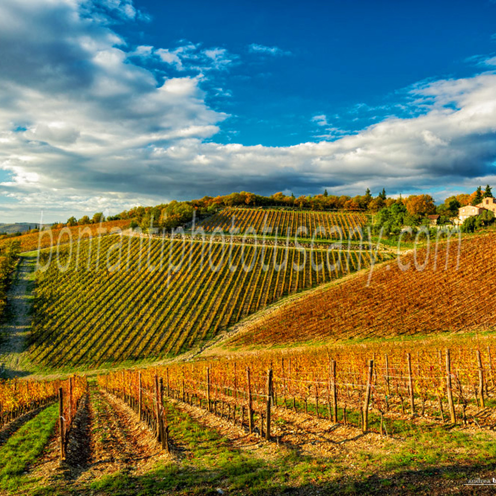 chianti landscape - ama castle vineyards #1.jpg