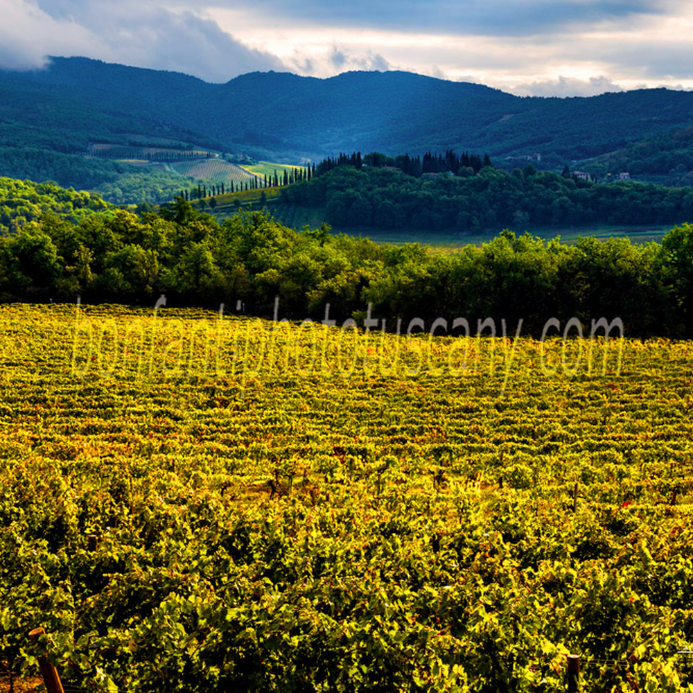 chianti landscape - vineyards between albola and volpaia.jpg
