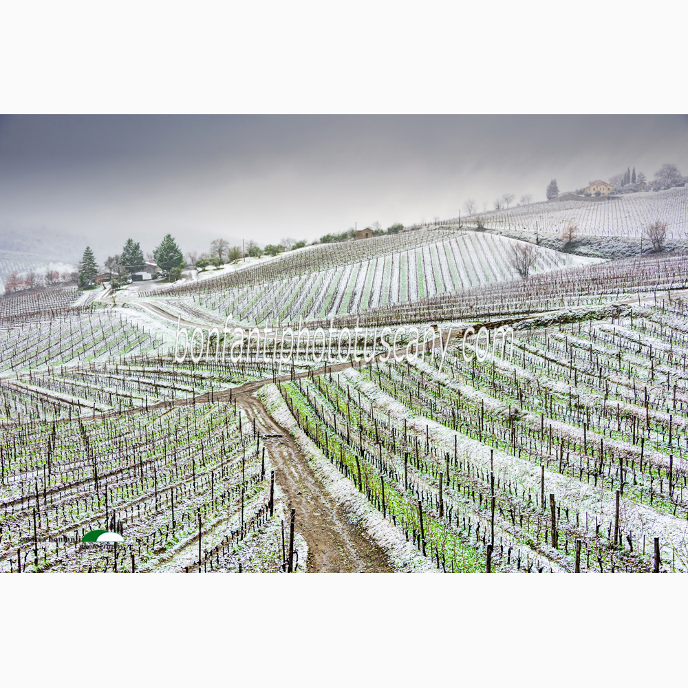 filari di vigneti innevati a Radda in Chianti.jpg