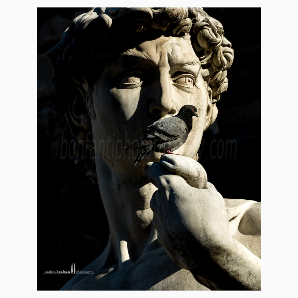 David in piazza Signoria - Firenze David in piazza Signoria - Firenze