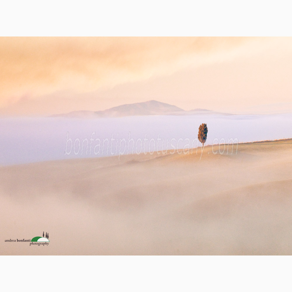 cipresso solitario in bilico sulle Crete.jpg