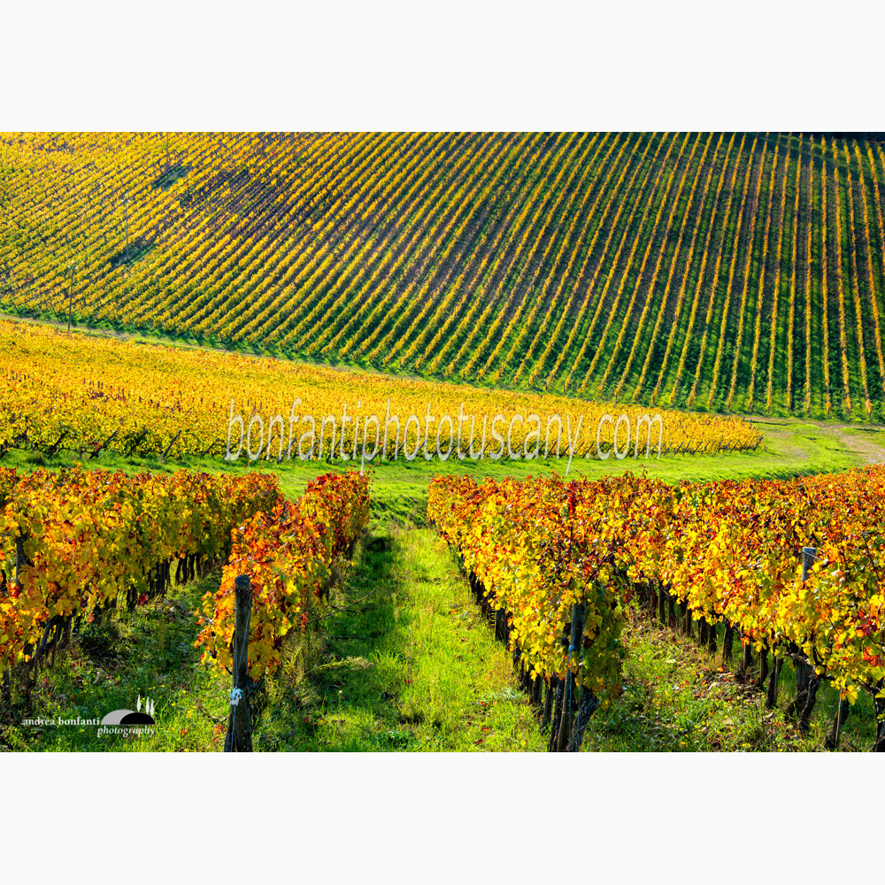 tappeto di vigne sulle colline di San Regolo in Chianti.jpg