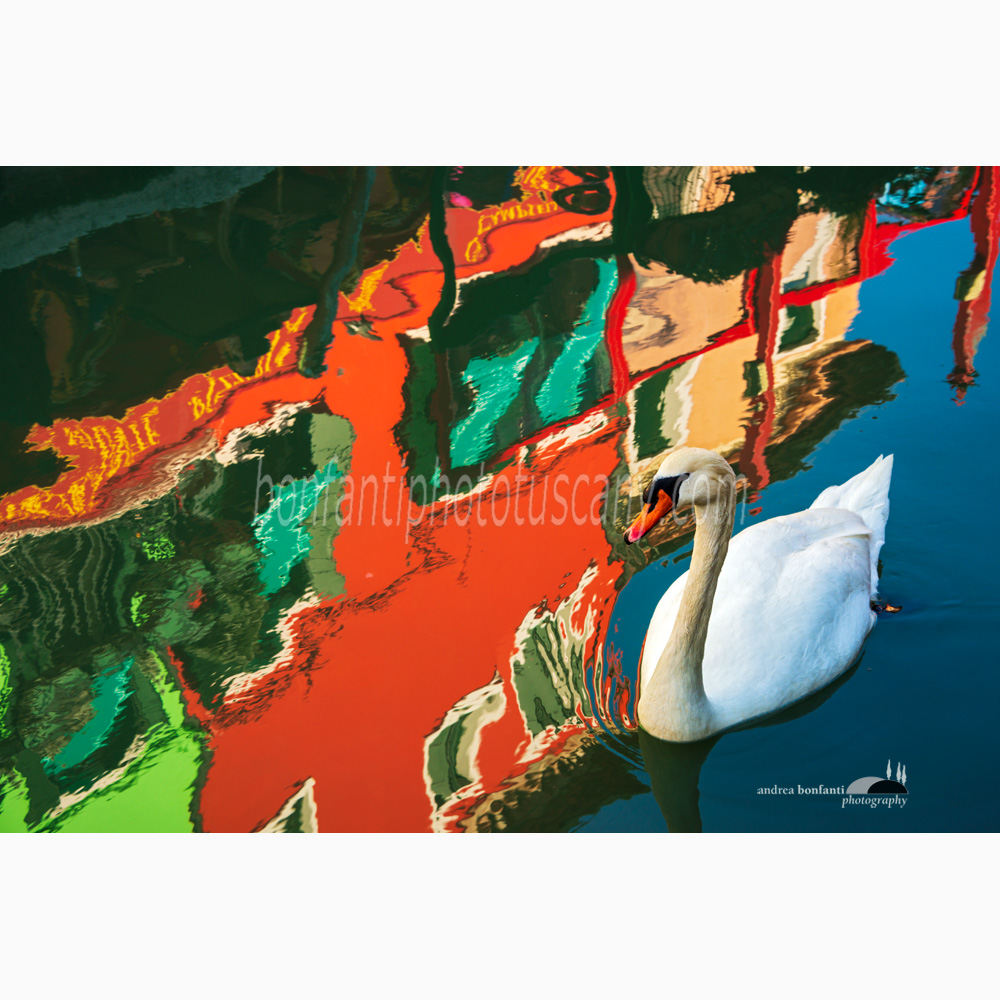 riflessi nel canale con cigno.jpg