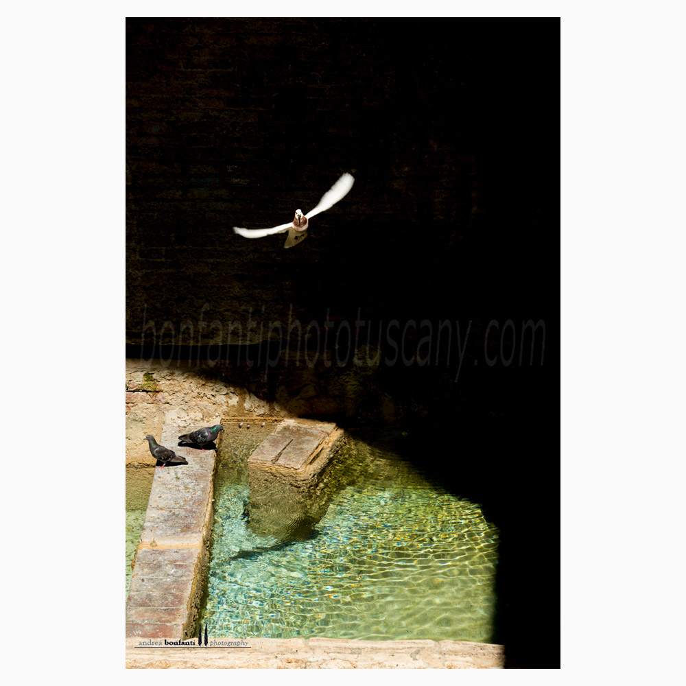 Siena - fonte del casato #3 chiaroscuro