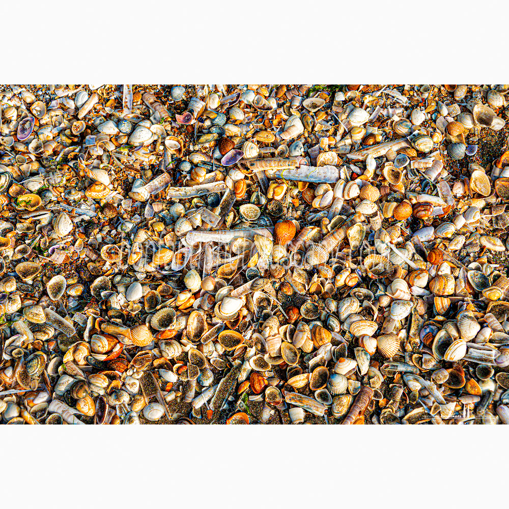 st.idesbald north sea - seashells on the shore.jpg