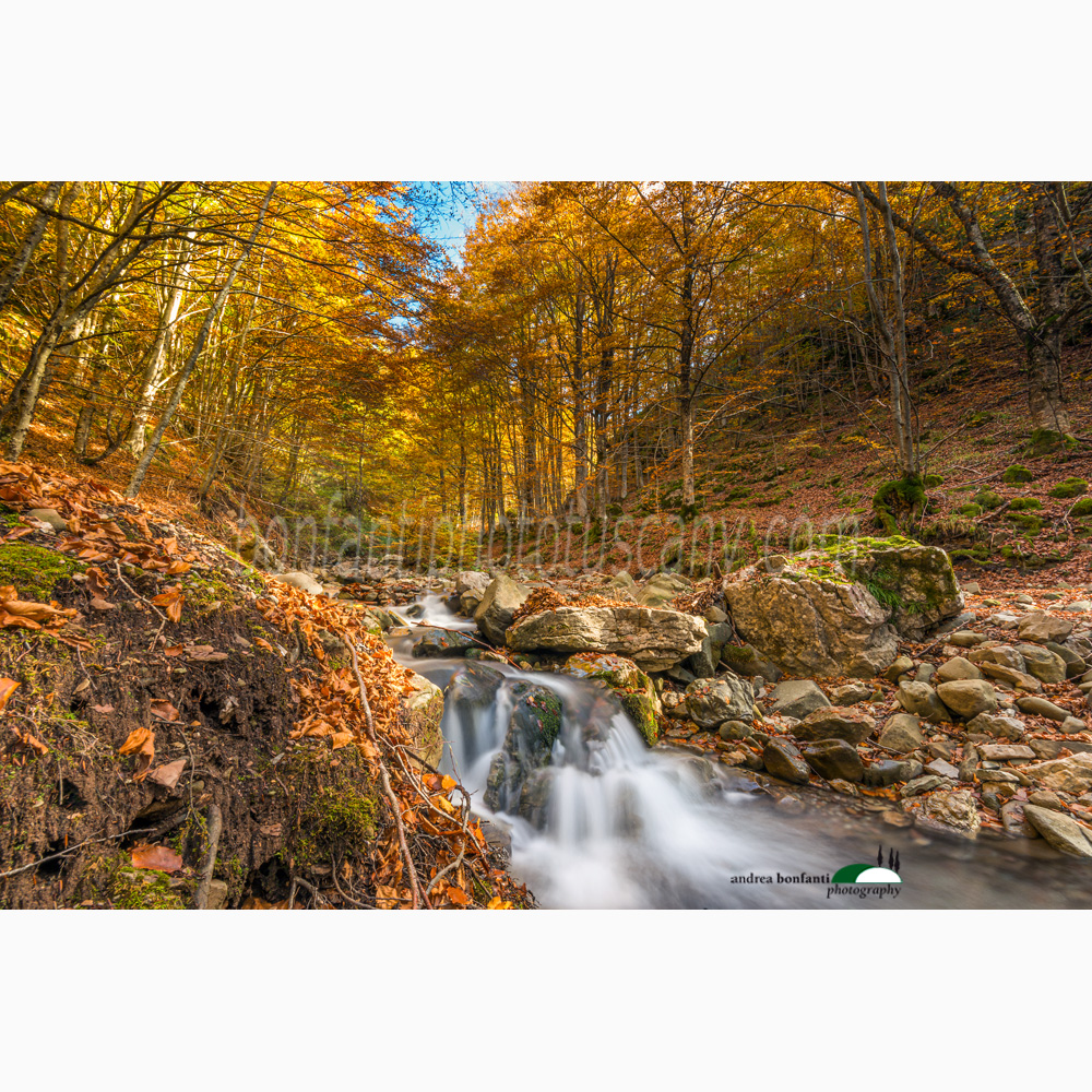 ruscello in faggeta in autunno al parco dell'orecchiella.jpg