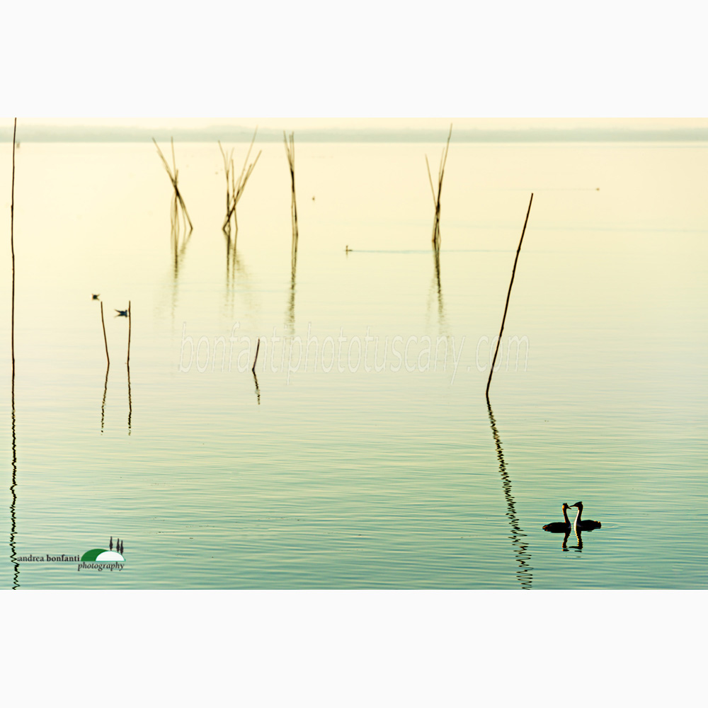 una coppia di anatre sul lago.jpg