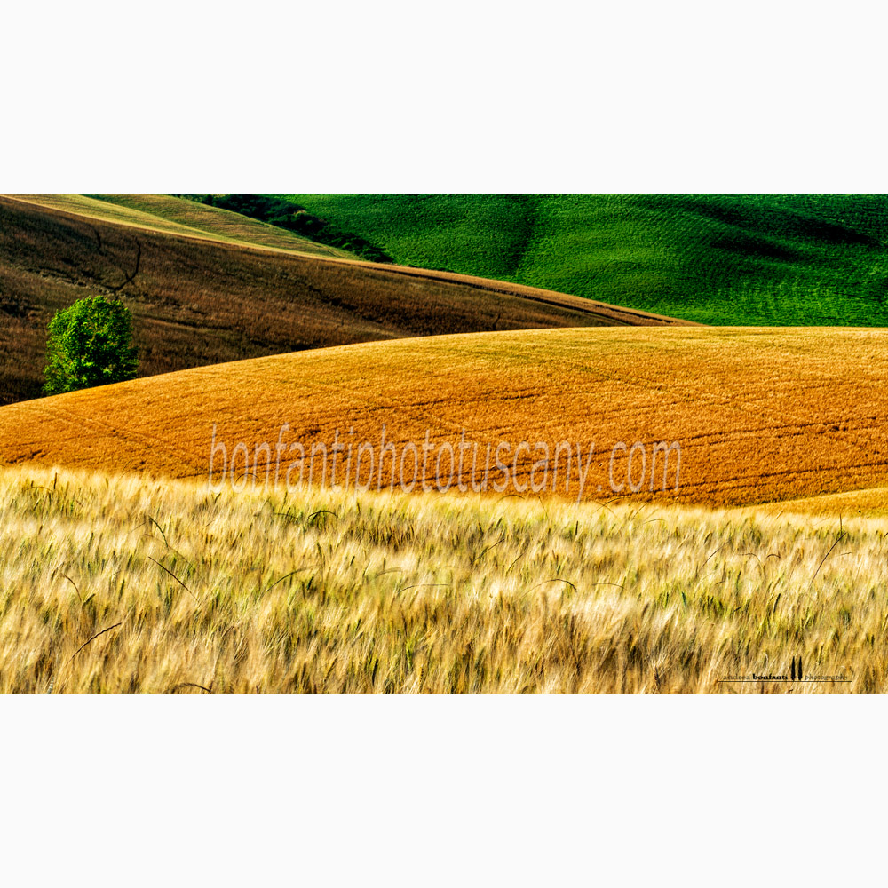 paesaggio delle crete senesi estate #4 ville di corsano