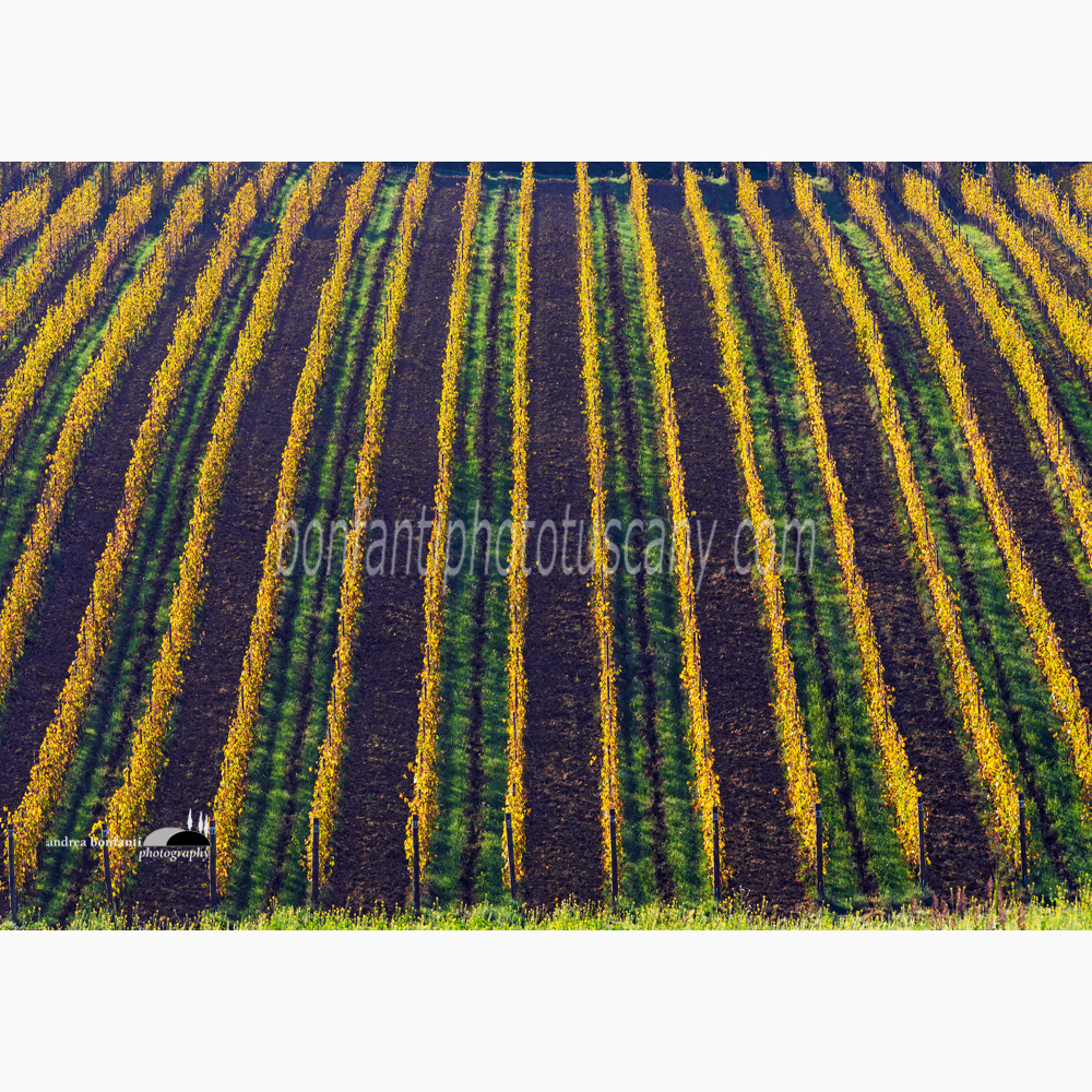 pattern di vigne a Monsanto (Barberino val d'Elsa).jpg