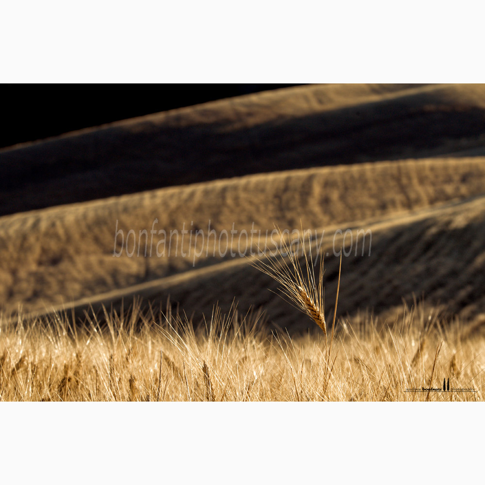 paesaggio delle crete senesi estate #7 grania