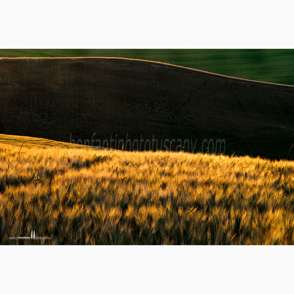 paesaggio delle crete senesi estate #5 ville di corsano