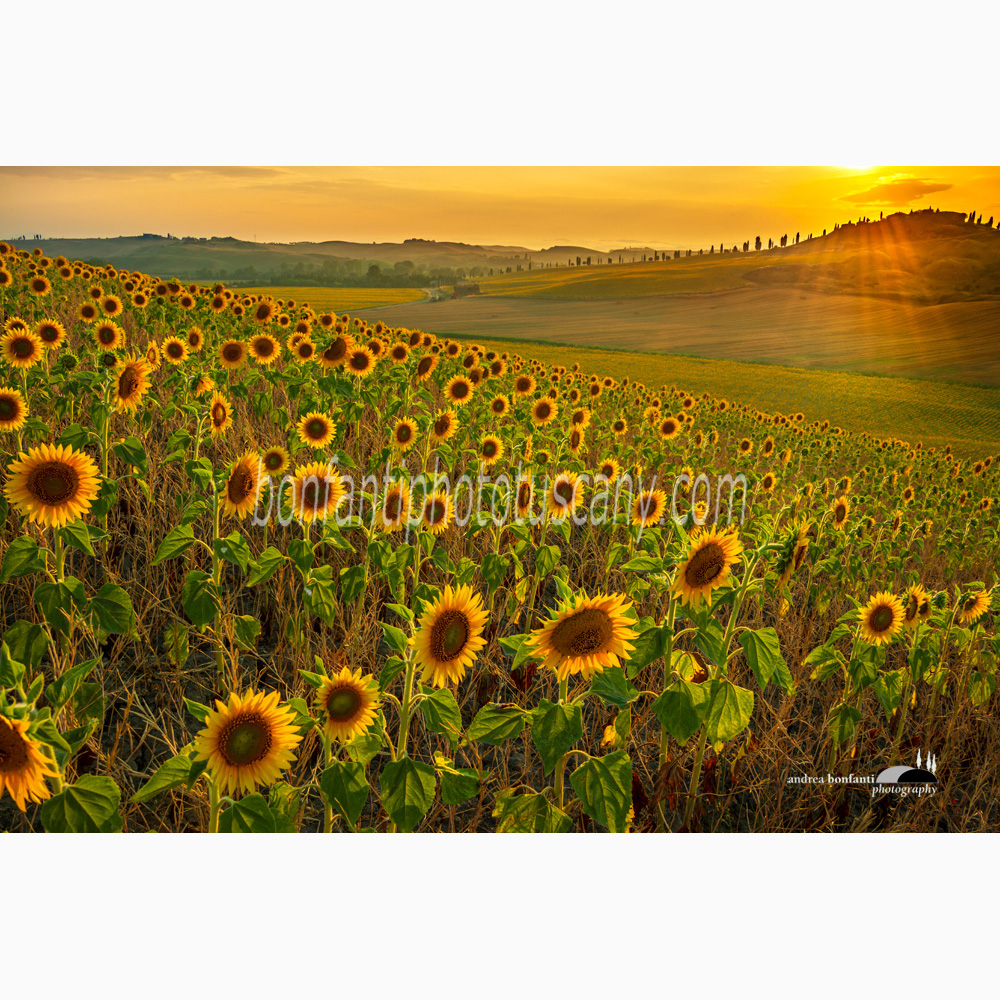 paesaggio delle crete senesi estate #2 leonina