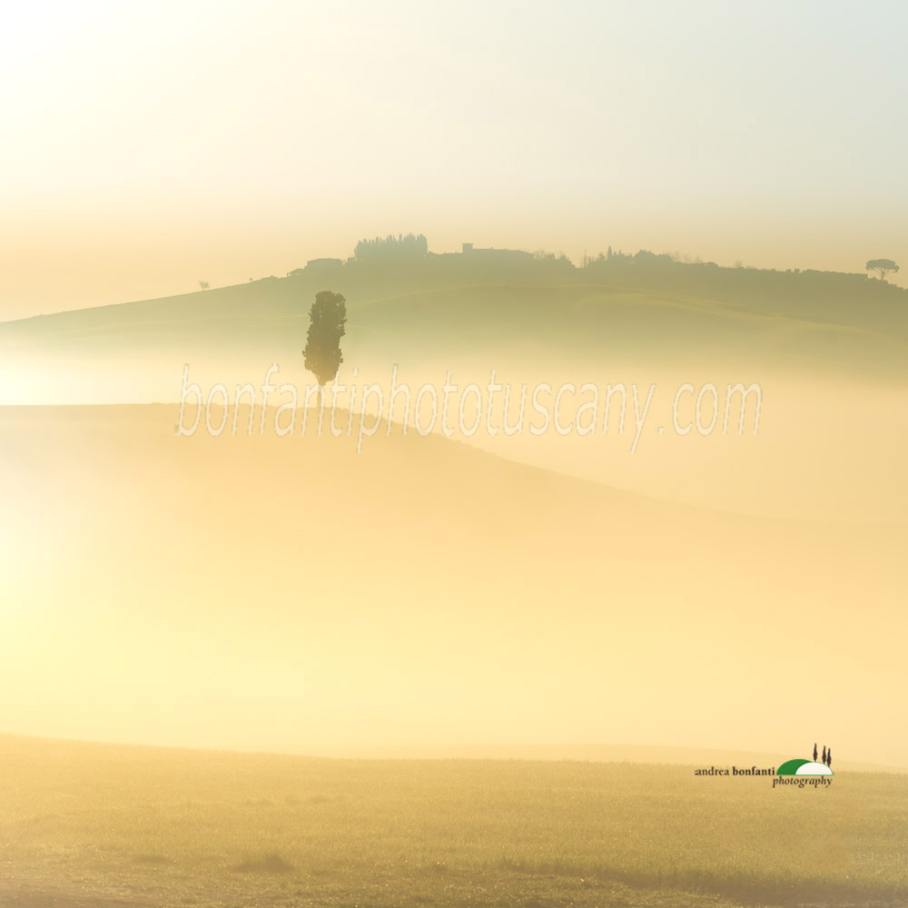 cipresso solitario nella valle di Mucigliani.jpg