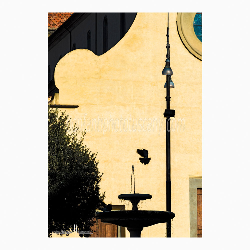 volo mattutino in piazza santo spirito.jpg