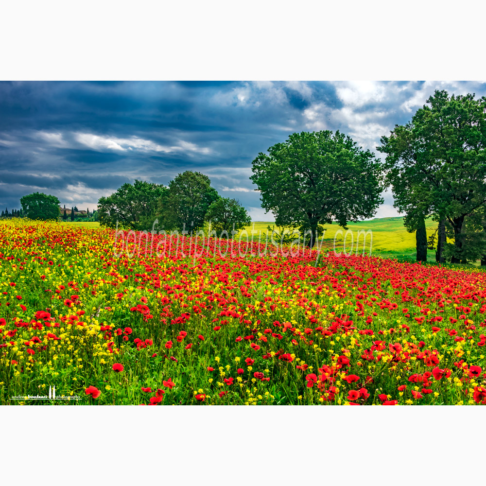 paesaggio delle crete senesi primavera #8 arbia