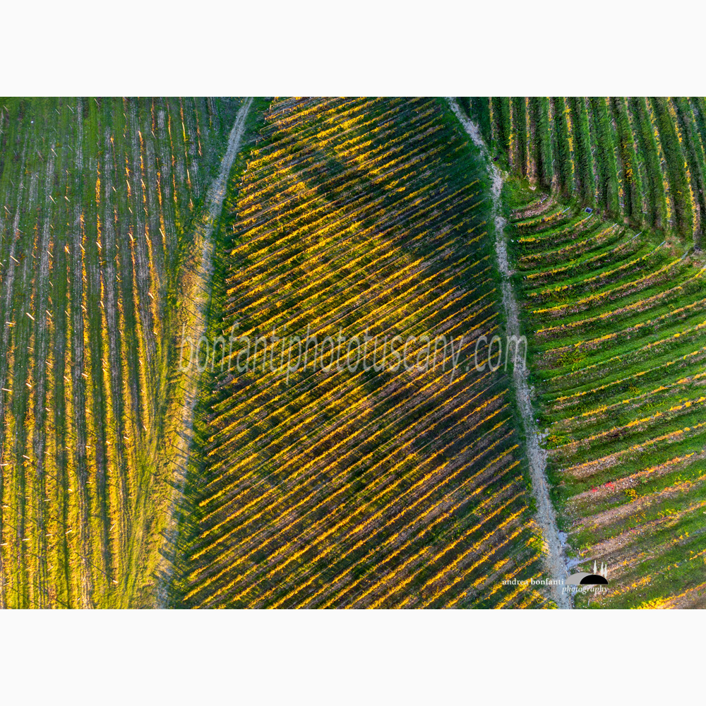pattern di vigne geometrico nella campagna di Gaiole in Chianti.jpg