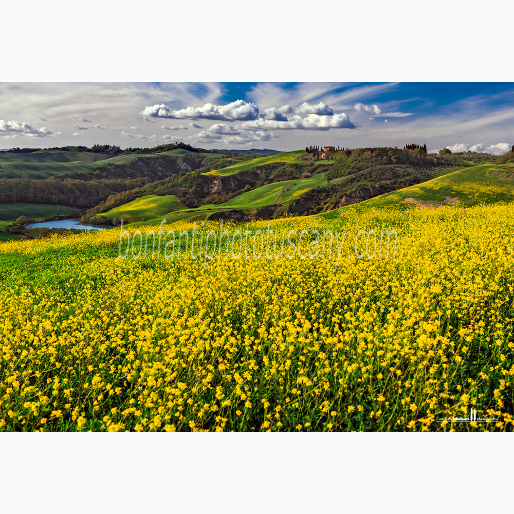 paesaggio delle crete senesi primavera #3 monte sante marie