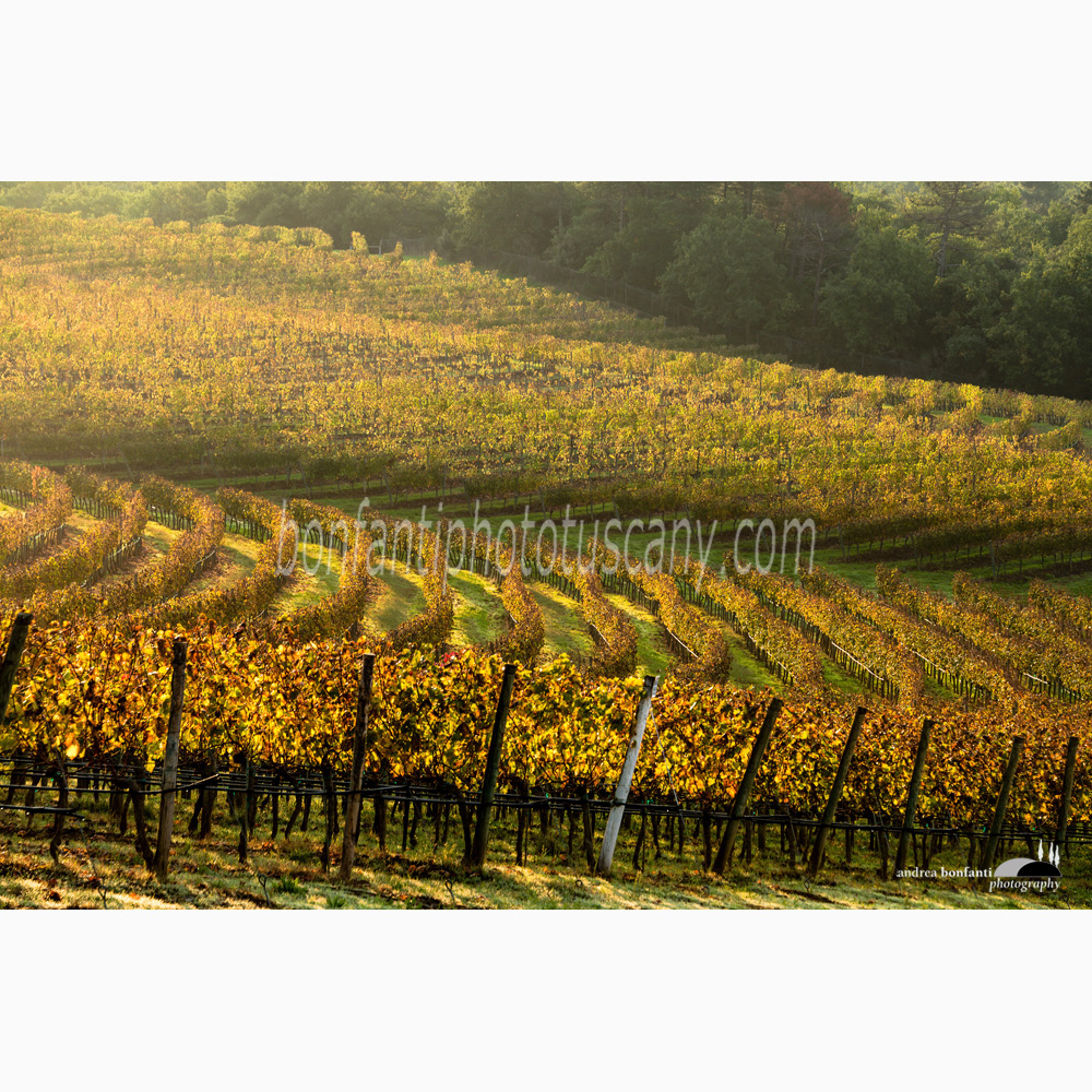vigneti autunnali nella tenuta di Arceno (Castelnuovo Berardenga).jpg
