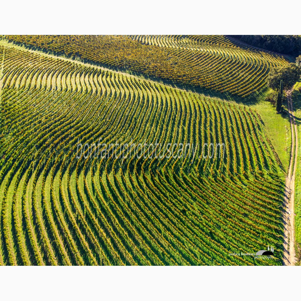 colline pettinate dai vigneti nei dintorni di San Gusmè.jpg