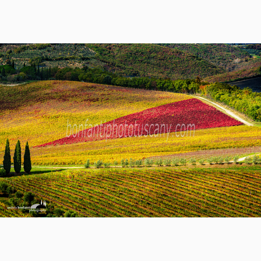 tre cipressi in fila e un triangolo rosso di vigneti.jpg