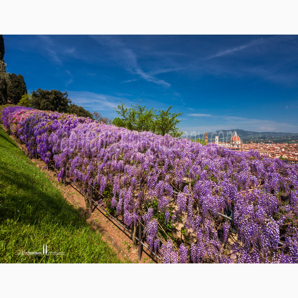 primavera al giardino Bardini - Firenze primavera al giardino Bardini - Firenze