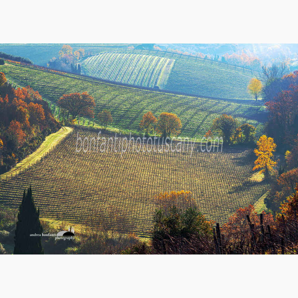 pattern dei vigneti del Tignanello a fine autunno.jpg