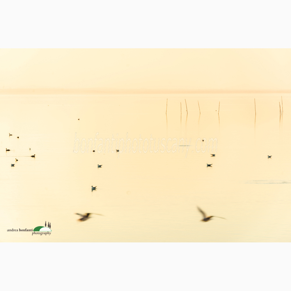 una foto in tono alto sul lago trasimeno.jpg