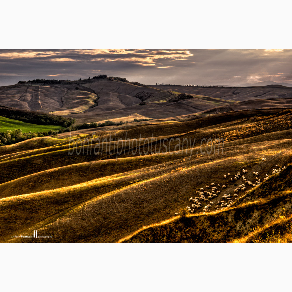 paesaggio delle crete senesi estate #10 torre a castello