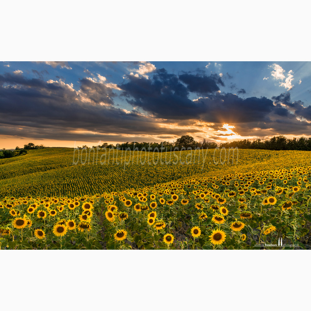 paesaggio delle crete senesi estate #1 guistrigona