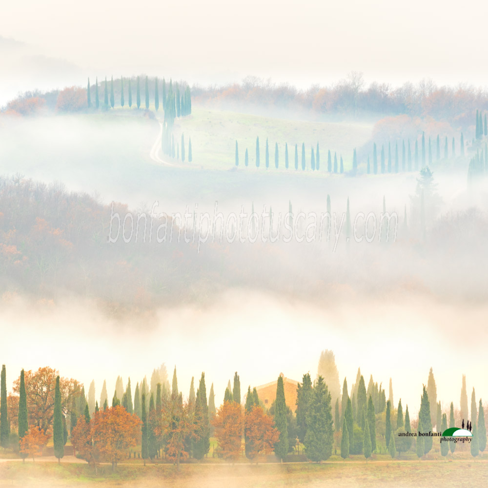 nebbia densa e cipressi.jpg