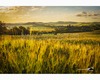 giovane grano di maggio nella valle di leonina.jpg